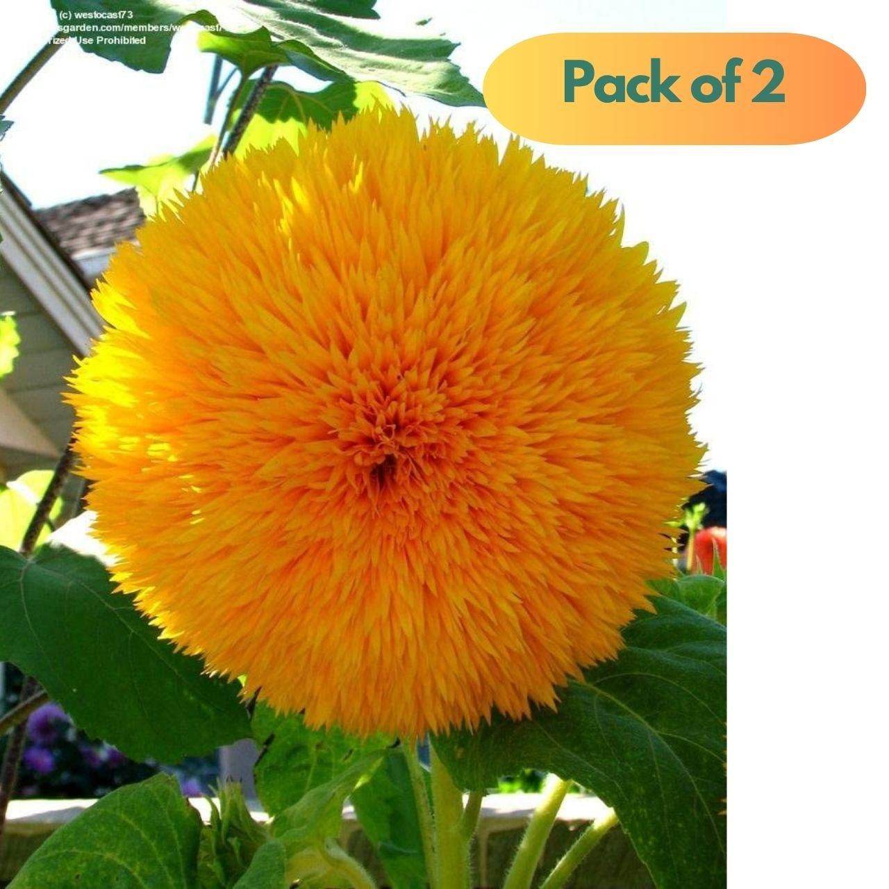 40 Pcs Sunflower Organic Seeds Pack of 2 - NARIX INDIA
