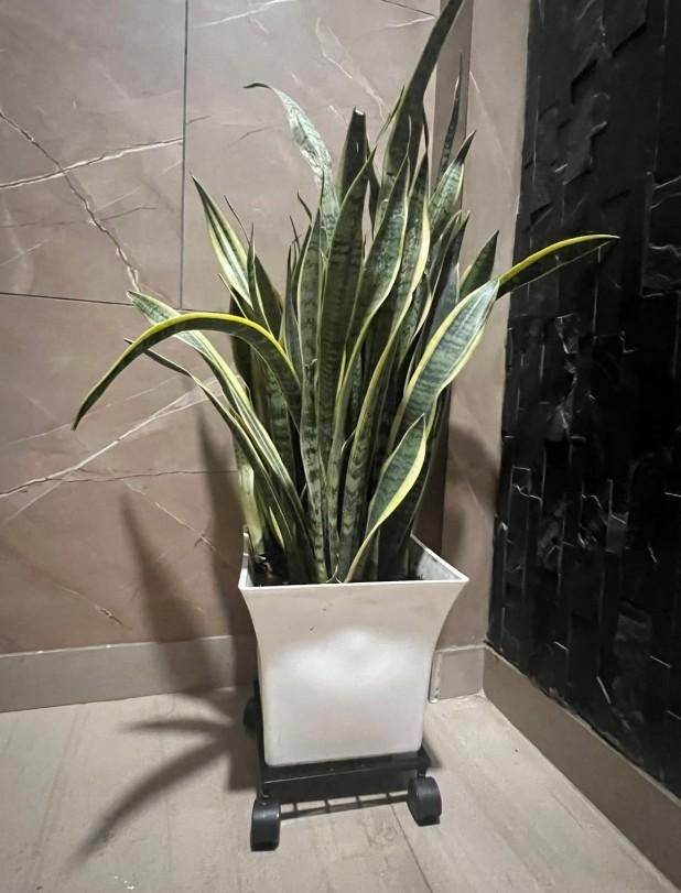 Wheel Pot Stand For Planters - NARIX INDIA 