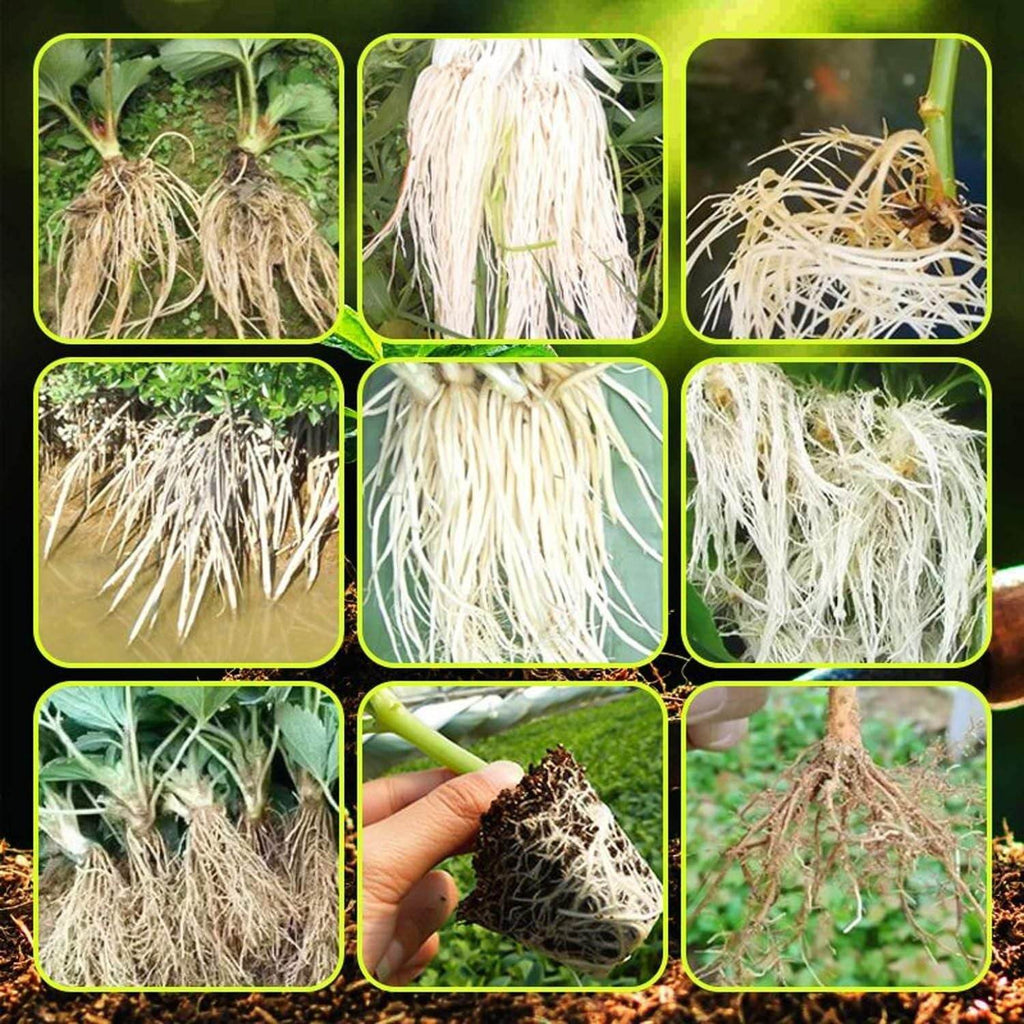 Rapid Strong Rooting Fertilizer 200 gm Pack of 2 - NARIX INDIA 