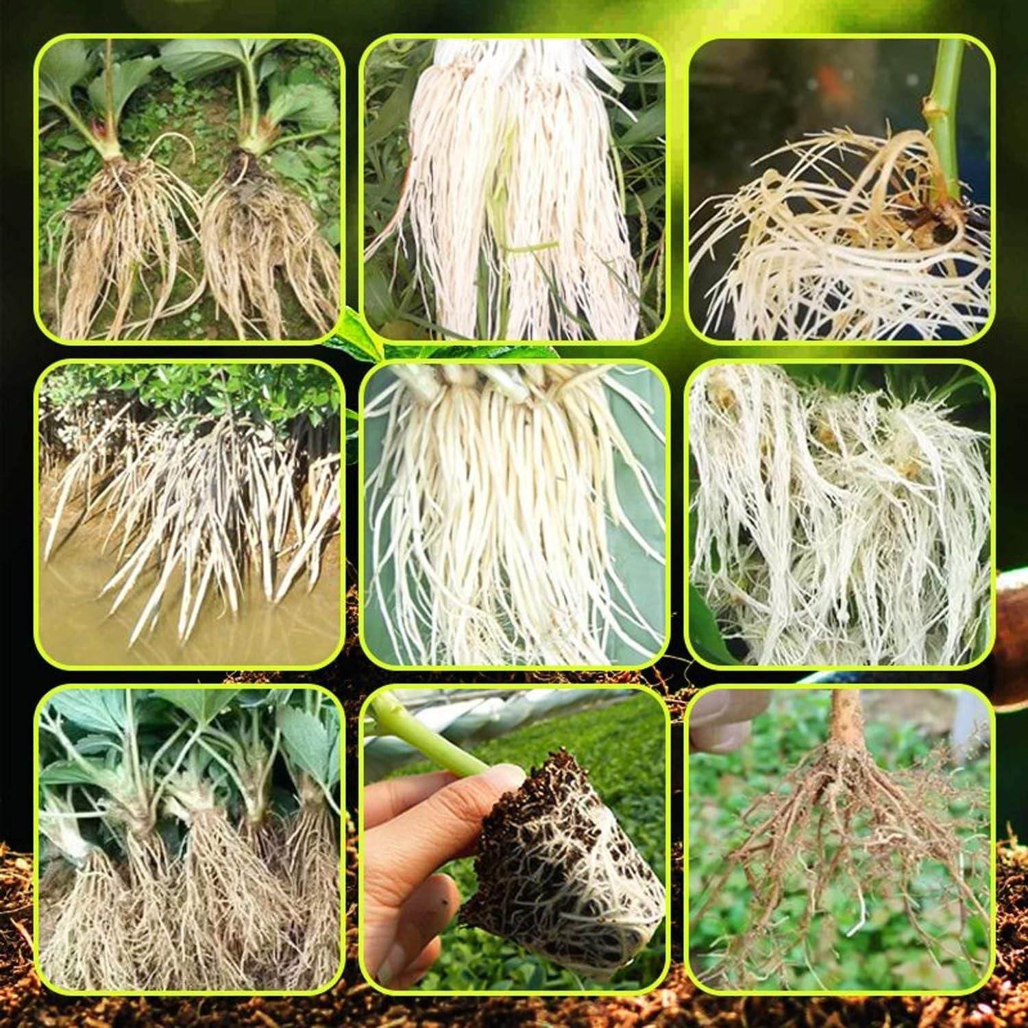 Rapid Strong Rooting Fertilizer 200 gm Pack of 2 - NARIX INDIA 