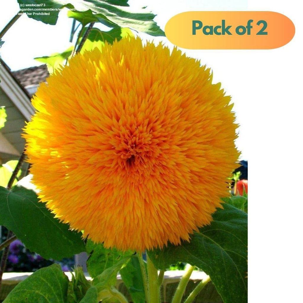 40 Pcs Sunflower Organic Seeds Pack of 2 - NARIX INDIA 