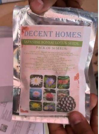 40 Pcs Japanese Bonsai Lotus Seeds Pack of 2 - NARIX INDIA 