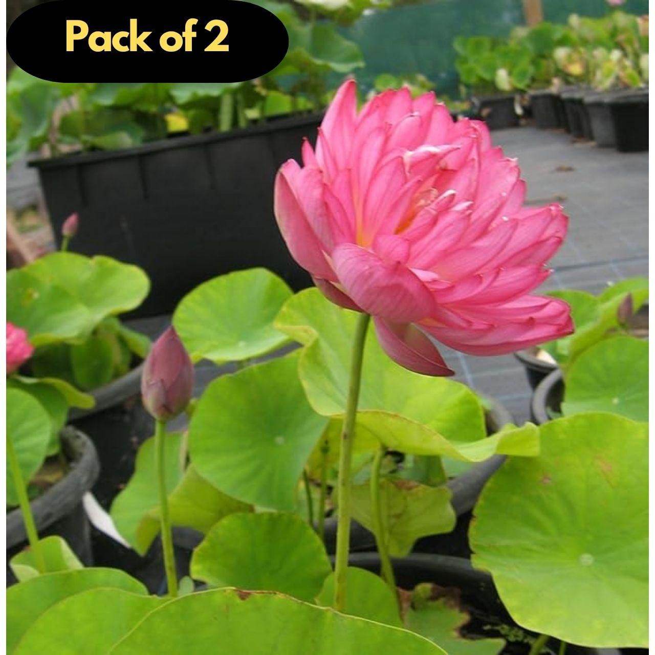 40 Pcs Japanese Bonsai Lotus Seeds Pack of 2 - NARIX INDIA 