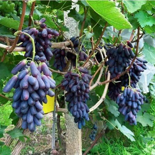 Sweet Sapphire Grapes Seed Pack of 20 - NARIX INDIA 