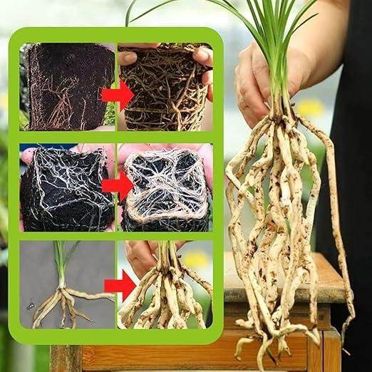 Rapid Strong Rooting Fertilizer 200 gm Pack of 2 - NARIX INDIA 
